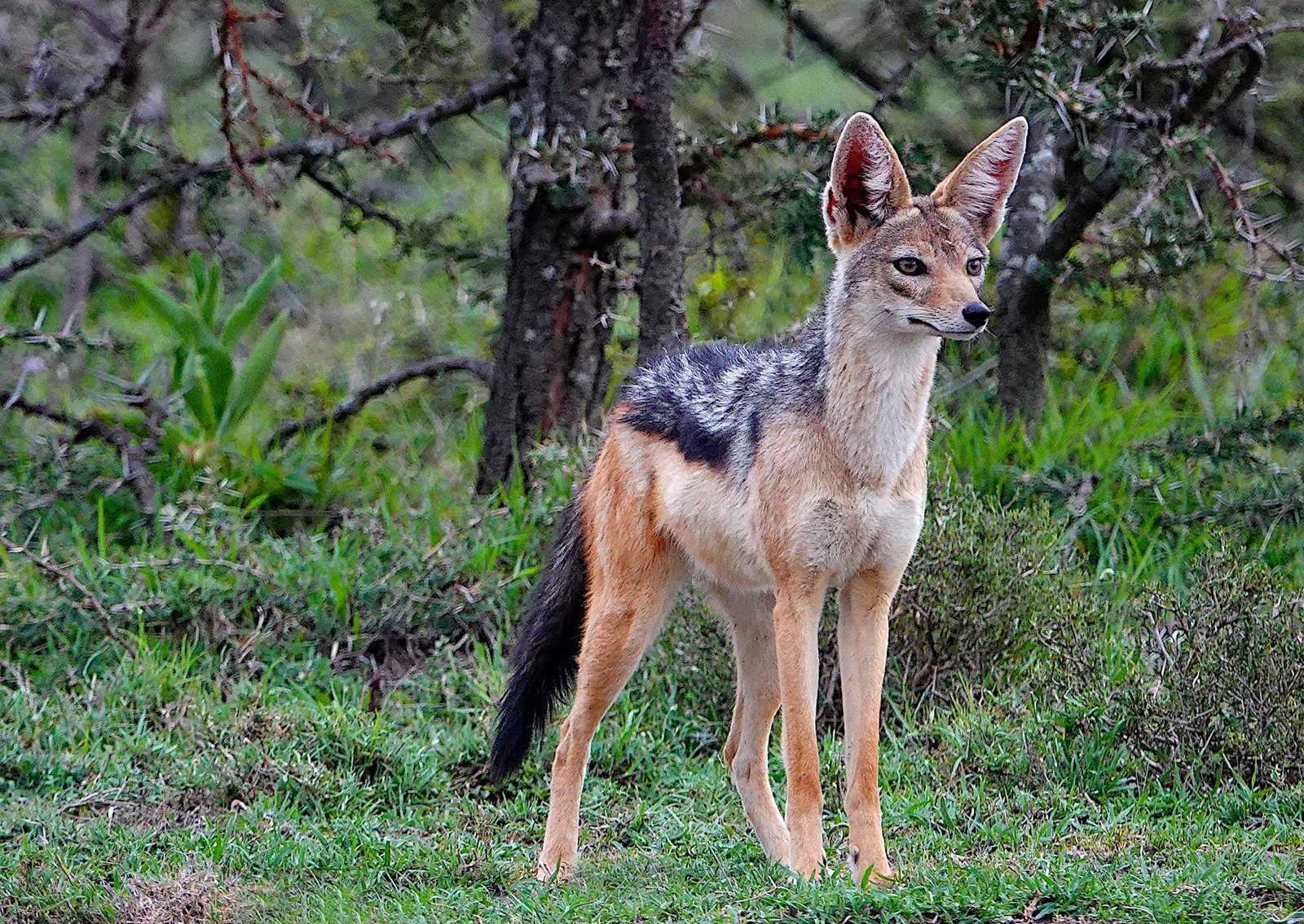 Other Species The Josses Wildlife Safari Photos other-species-the-josses-wildlife-safari-photos
