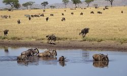 Thirsty wildebeest race for the river Thirsty wildebeest race for the river