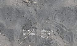 Mature buffalo easily sees off 7 lions (no males to help)