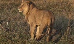 Lion spots nearby wildebeest herd Lion spots nearby wildebeest herd
