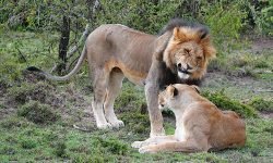 Courting pair Courting pair