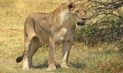 Lioness heads into our camp - just 100m away Lioness heads into our camp - just 100m away