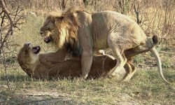 Lions mating - often painful experience for female Lions mating - often painful experience for female