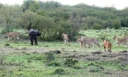 Mature buffalo easily sees off 7 lions (no males to help) Mature buffalo easily sees off 7 lions (no males to help)