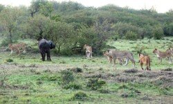Mature buffalo easily sees off 7 lions (no males to help) Mature buffalo easily sees off 7 lions (no males to help)