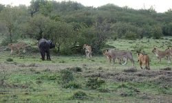 Mature buffalo sees off 7 lions (no males to help) Mature buffalo sees off 7 lions (no males to help)