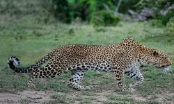 One of our favourite leopards, called Spot, on the hunt One of our favourite leopards, called Spot, on the hunt