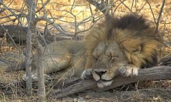 Lion sleeps the day away Lion sleeps the day away