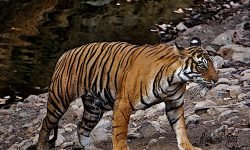 She exits pool towards us - only 20m away! She exits pool towards us - only 20m away!