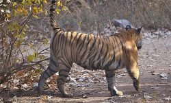 Tiger over-sprays a previous scent Tiger over-sprays a previous scent