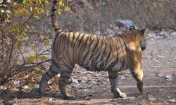 Tiger over-sprays a previous scent Tiger over-sprays a previous scent