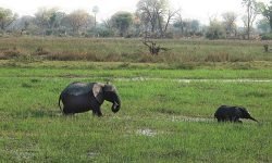 On the way back from a dip in the river On the way back from a dip in the river