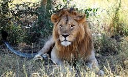 Male Lion rests up in midday heat Male Lion rests up in midday heat