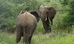 Two Bulls - Tense Encounter Two Bulls - Tense Encounter