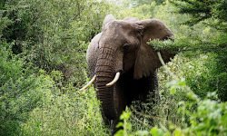Elephant charges our stalled safari vehicle - scary moment Elephant charges our stalled safari vehicle - scary moment