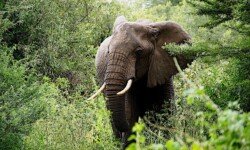 Elephant charges our stalled safari vehicle - scary moment Elephant charges our stalled safari vehicle - scary moment