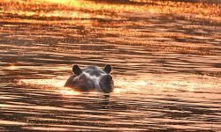 Hippo - in last of the evening light Hippo - in last of the evening light