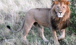 Male lion in early morning light Male lion in early morning light