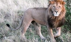Male lion in early morning light Male lion in early morning light