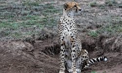 Cheetah Nebahati (Lucky One in Swahili) Cheetah Nebahati (Lucky One in Swahili)
