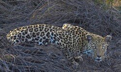 Leopard crouches as she sees the author Leopard crouches as she sees the author