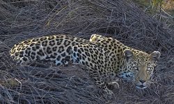 Leopard crouches as she sees the author Leopard crouches as she sees the author