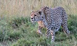 Cheetah on the charge Cheetah on the charge