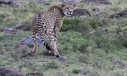 Cheetah spots potential prey Cheetah spots potential prey