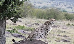 Cheetah climbs mound for better view of prey Cheetah climbs mound for better view of prey