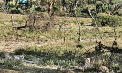 Two Cheetah resting just 50m away from our tents! Two Cheetah resting just 50m away from our tents!
