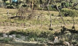 Two Cheetah resting just 50m away from our tents! Two Cheetah resting just 50m away from our tents!