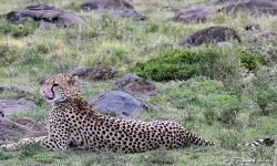 Cheetah resting but alert Cheetah resting but alert