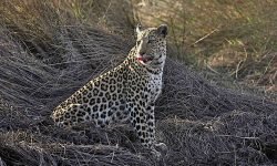 Resting in evening light Resting in evening light