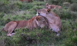 Affectionate young pair Affectionate young pair