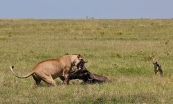 Lioness with recent kill (jackal is first scavenger to arrive) Lioness with recent kill (jackal is first scavenger)