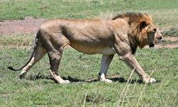 Maned lion striding out Maned lion striding out