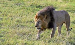 Male lion on a mission Male lion on a mission