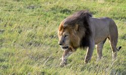 Male lion on a mission Male lion on a mission