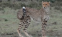 Nabahati's daughter - Classic Cheetah pose Nabahati's daughter - Classic Cheetah pose