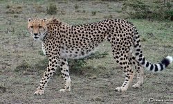 Selenkei sets off on solo hunt Selenkei sets off on solo hunt