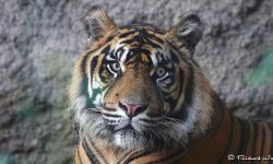 Tiger in Bioparc center for breeding endangered species - Spain Tiger in Bioparc center for breeding endangered species - Spain