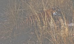 Fine example of camouflage Fine example of camouflage