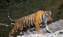 Tiger exits pond Tiger exits pond