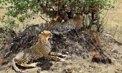 Cheetahs resting up in midday heat Cheetahs resting up in midday heat