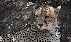 Male Tanzanian Cheetah Male Tanzanian Cheetah