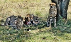Mother and cubs on Impala kill Mother and cubs on Impala kill