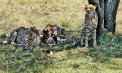 Mother and cubs on Impala kill Mother and cubs on Impala kill