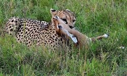 Cheetah with kill (stolen by Hyena 2 minutes later) Cheetah with kill (stolen by Hyena 2 minutes later)