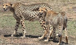 Selenkei and Son starting a hunt Selenkei and Son starting a hunt