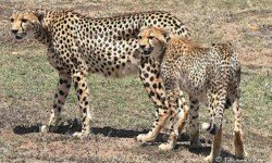Selenkei and Son starting a hunt Selenkei and Son starting a hunt